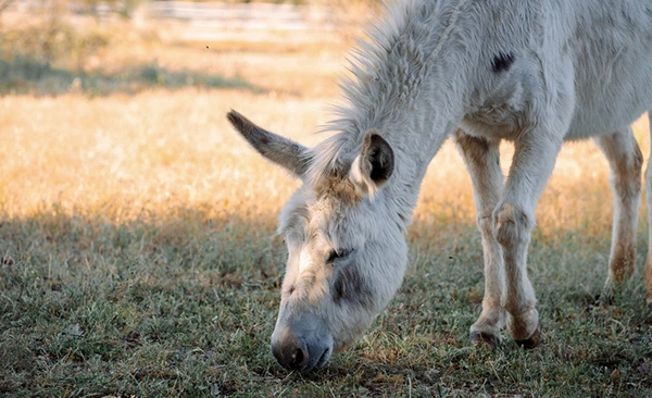 Imagen de Apadrina un equino