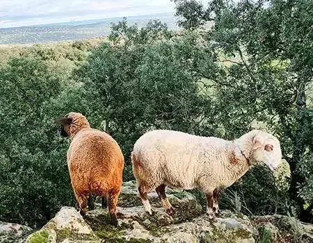 Foto de Bimba y Lola en la roca